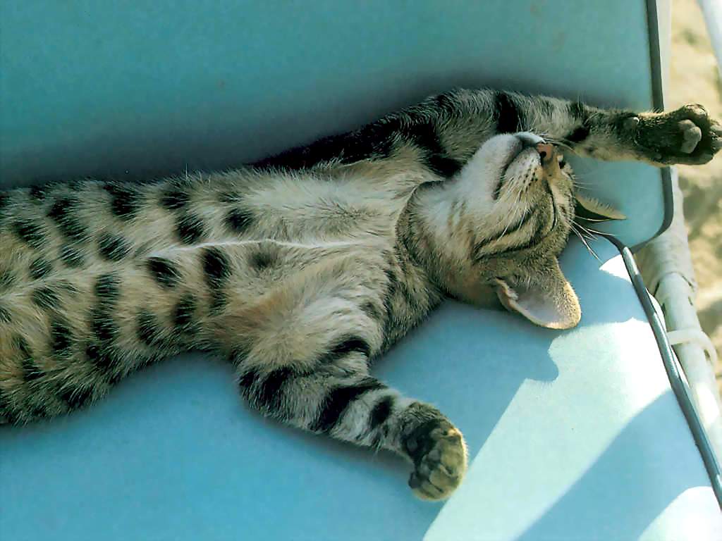 Gatti (174)